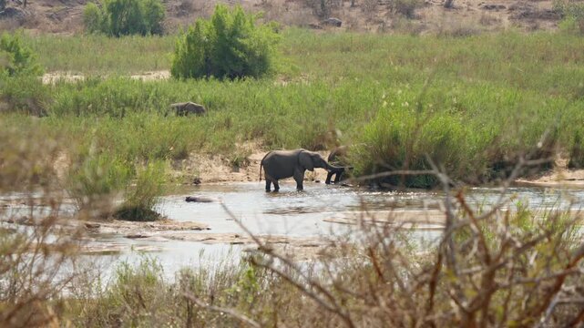 African elephants at a watering hole in Kruger National Park in slow motion. One feeds on riverbank plants while others wade, hide in reeds, and stand partially submerged.