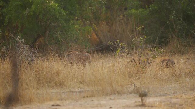 Warthogs in Kruger National Park walk through dry savanna grassland in slow motion, moving as a small group near bushveld vegetation during golden hour safari scene.