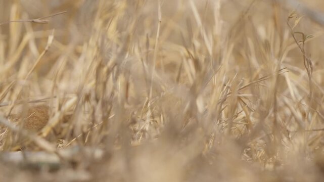 Dwarf mongoose foraging in Kruger National Park, South Africa, nearly concealed by dry savanna grass. Slow motion close-up shows secretive behavior and habitat texture.
