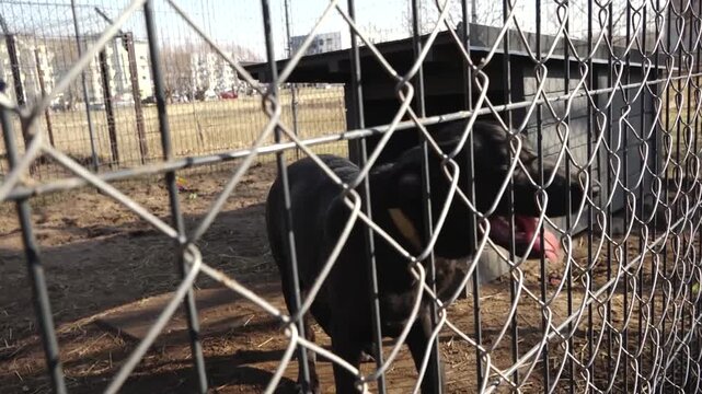 Medium-sized black dog standing inside a fenced enclosure with a small shelter, captured through a chain-link fence in an urban outdoor setting with buildings in the background.