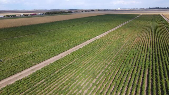 Cultivated red pepper fields creating patterns with crops for food production