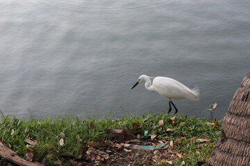 Fototapeta premium Elegant white egret bird gracefully hunting for food near the water's edge