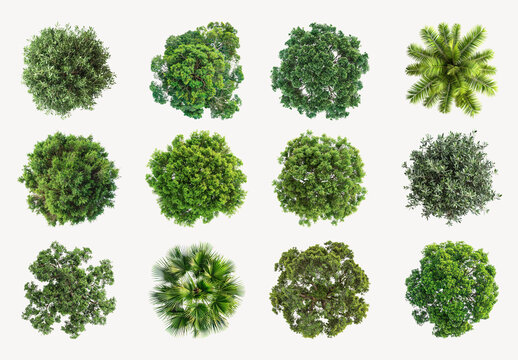 Twelve Diverse Tree Canopy Views Design Set
