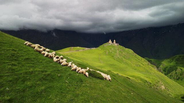 Epic mystery mountain sheep herd aerial flight. 
Cinematic panorama of traditional domestic animals walking 
on green grassy hill toward ancient historic monastery 
under dramatic storm clouds in Geor
