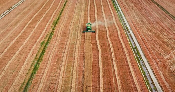 Aerial view of a combine harvester harvesting ripe golden grain in a vast agricultural field during harvest season