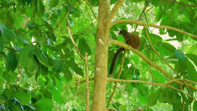 A wide angle view of a Collared brown lemur (Eulemur collaris) Sitting in a tree. Madagascar rainforest.