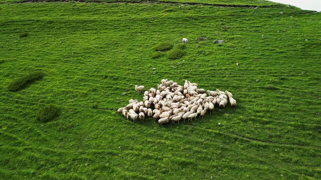 Cinematic 4K ProRes 422 aerial pull-away from a sheep herd to epic mountain panorama. Majestic Caucasus landscape in Georgia.