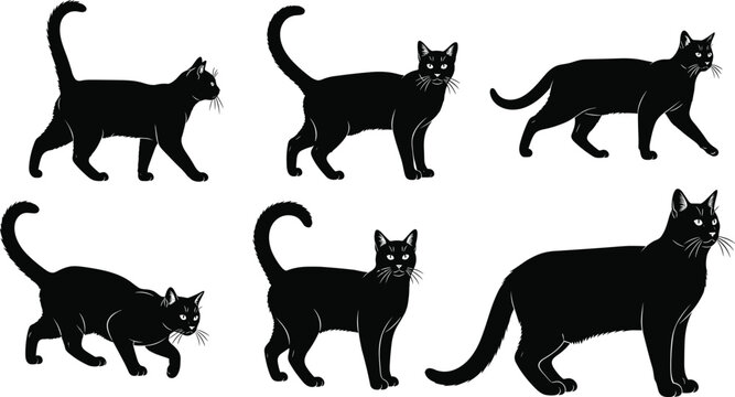 Flat vector illustration of five cat silhouettes with facial details, feline posture collection, domestic pet body language, isolated animal design