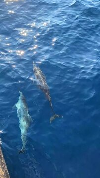 Vertical video of a dolphin watching safari tour in Mirissa Sri Lanka, capturing the beautiful ocean wildlife for tropical travel and tourism