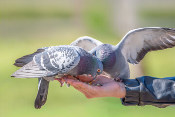 Karmienie gołębi z ręki. © Janusz Lipiński