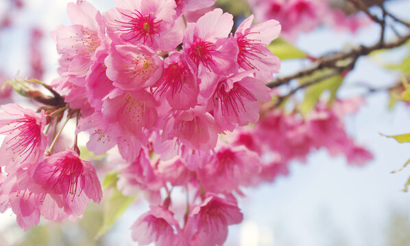 Soft and dreamy cherry blossom flowers in pastel tones with natural light. Romantic and delicate spring background, perfect for wellness, beauty, and seasonal design projects