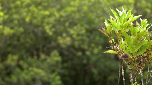 Lush Tropical Green Foliage Swaying in the Republic of Palau