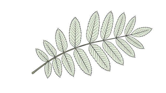 Detailed green rowan leaf with multiple leaflets shown in a clean and simple botanical illustration style on white.