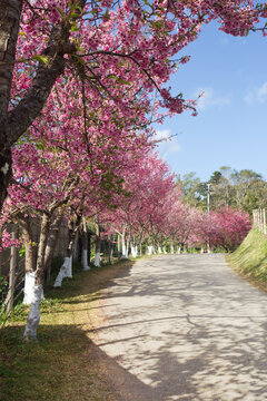 Vertical image scenic countryside road lined with blooming pink cherry blossom (sakura) trees under a clear blue sky with natural light and copy space, ideal for spring travel, tourism