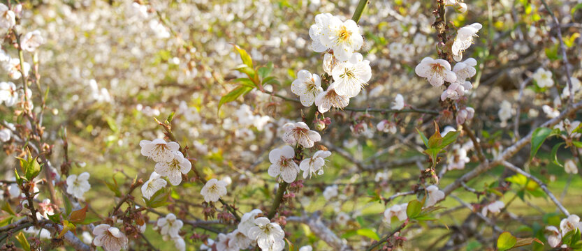 Soft and dreamy white cherry blossom flowers in pastel tones with natural light. Romantic and delicate spring background, perfect for wellness, beauty, and seasonal design projects