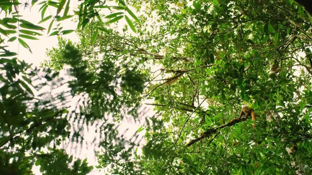A wide angle footage of a golden bamboo lemur (Hapalemur aureus) Walking on branches of high trees in rainforests of Madagascar island.