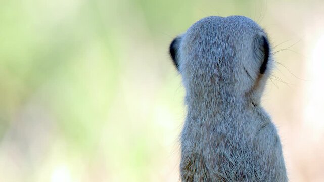 Close Up Profile View of an Alert Meerkat Standing Guard