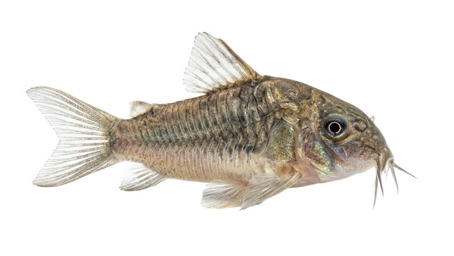 A detailed side view of a corydoras catfish on transparent background