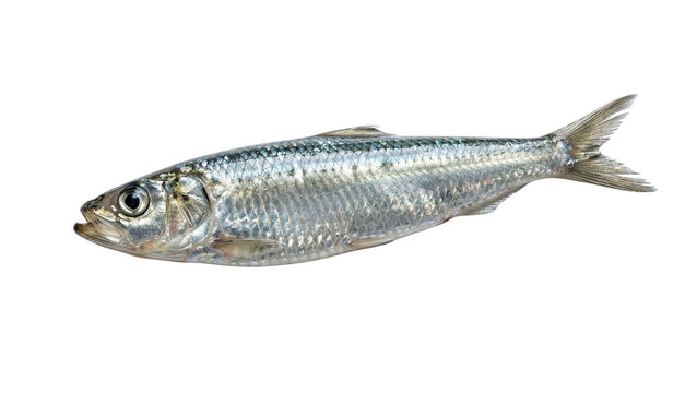 Silver sardine fish detailed side view isolated on transparent background
