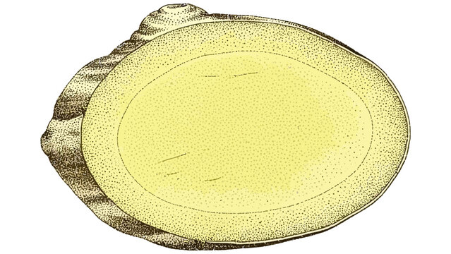 Sliced organic ginger root isolated on a clean white background