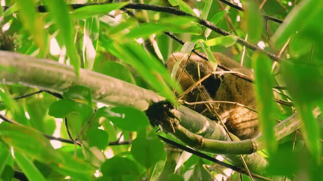 A common brown lemur (Eulemur fulvus). Madagascar Island.