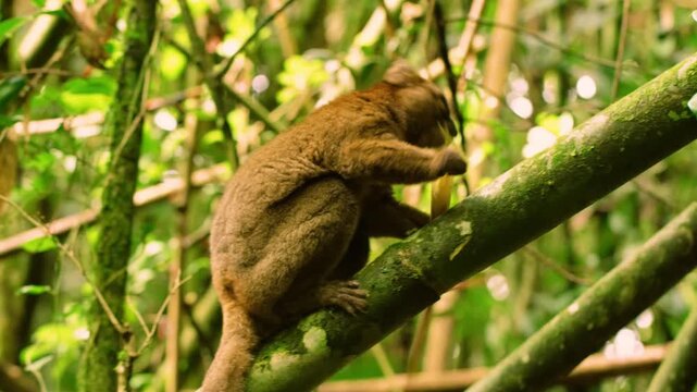 A common brown lemur (Eulemur fulvus) Climbing trees in Tropical rainforest of Madagascar island.