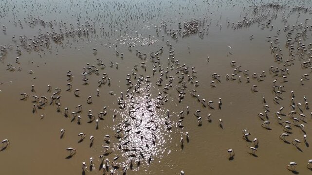 Aerial View of Flamingos Wetland Birds in Rann of Kutch Gujarat India