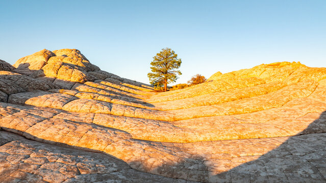 Aerial view of White Pocket rock formations featuring unique brain-like sandstone textures and a solitary green tree under a clear sky in Coconino County, Arizona, United States.