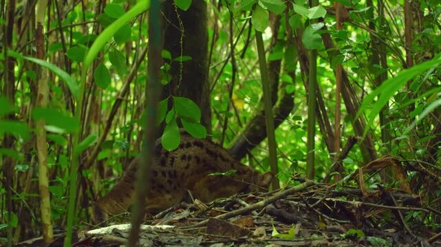 Close up of a Common Genet (Genetta genetta) in Madagascar island.