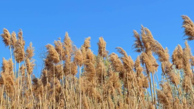 Tall Reeds Swaying Against Clear Blue Sky