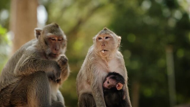 Mother macaque holding baby while resting near temple area