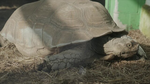 Close up view of a tortoise resting on the ground with detailed shell texture and visible head in natural outdoor zoo enclosure