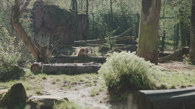 Hyena resting inside a zoo enclosure surrounded by trees logs and natural vegetation in a calm outdoor environment during daylight