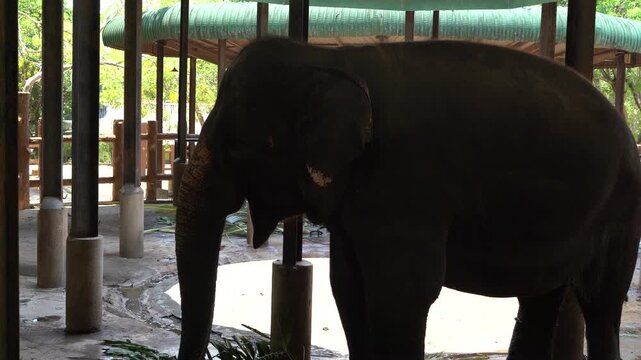 Extreme close-up of a happy elephant feeding and flapping its ears in delight