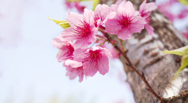 Close-up of delicate pink cherry blossom flowers on a tree branch with shallow depth of field and soft blurred background. Perfect for nature, spring, and floral design concepts