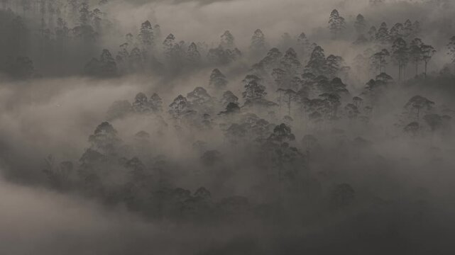 Aerial View of Misty Forest Landscape Along Munnar Gap Road Kerala India