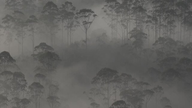 Aerial View of Misty Forest Landscape Along Munnar Gap Road Kerala India