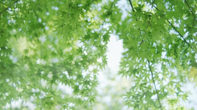 初夏の柔らかな光が差し込む新緑の森 日本の季節背景
