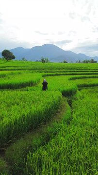 Beautiful morning view in Indonesia, panoramic landscape of rice fields with mountain ranges and clear sky
