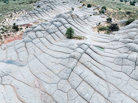 Aerial view of the unique brain rock formations of White Pocket with swirling white sandstone patterns, scattered green trees, and small rainwater pools in Coconino County, Arizona, United States.