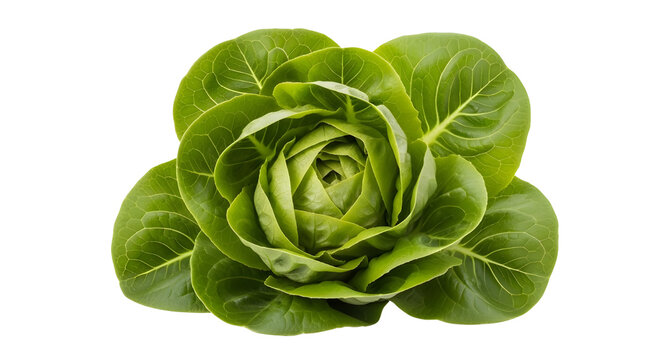 Fresh green butterhead lettuce head isolated on white background, organic bibb lettuce vegetable, raw garden salad greens for healthy cooking