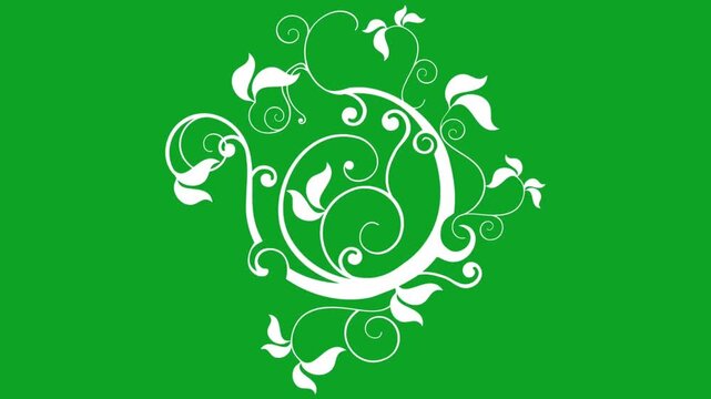 White growing floral ornament animation with vine leaves on green screen background