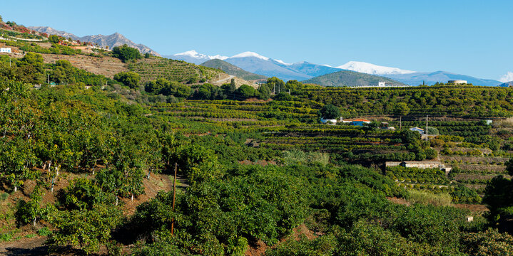 Spanish agricultural landscape with citrus orchards on terraces and snow-capped Sierra Nevada mountains. Rural countryside view in Andalusia, Spain, with fruit trees and blue sky.