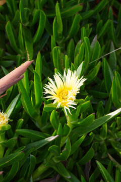 Pigface (Carpobrotus edulis)