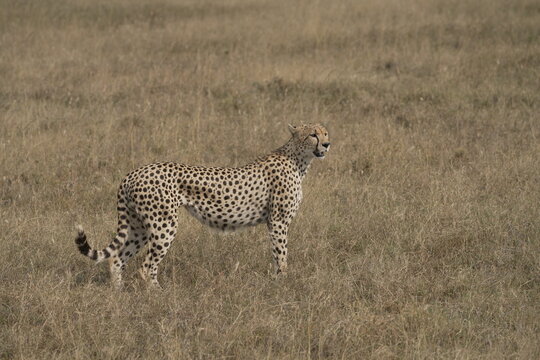 Cheetah (Acinonyx jubatus) standing alert in open savannah, Serengeti National Park, Central Serengeti (Seronera), Tanzania, East Africa