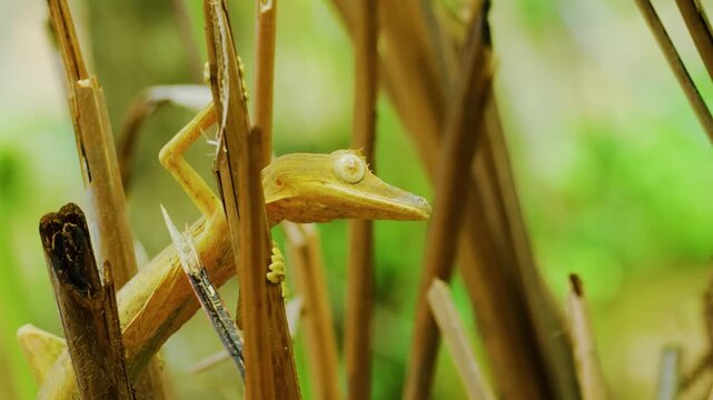 Close up of a Leaf Tailed Gecko (Uroplatus phantasticus) in tropical rainforest of Madagascar island.