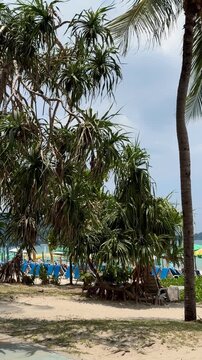 Exotic pandanus trees growing on a sandy shore at Patong beach, Phuket. Tropical pandan palms with long leaves on ocean coast in Thailand, scenic nature background for summer travel vacation.