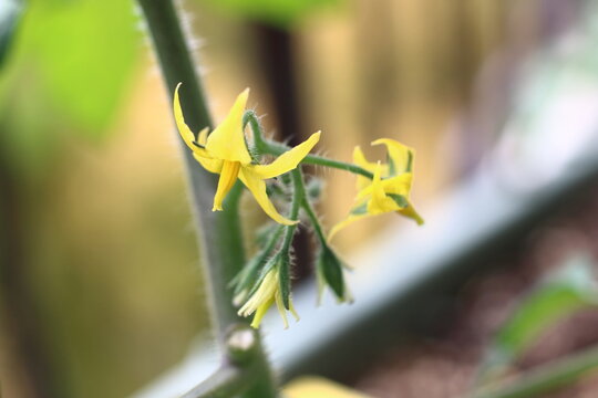 産毛が細かく生えたミニトマトの茎と花