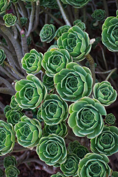 tree aeonium, tree houseleek, or Irish rose (Aeonium arboreum)