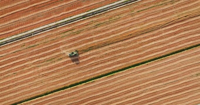 Aerial top down view of combine harvester harvesting ripe wheat in a field during agricultural harvest season
